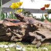 Gecko aus Teak