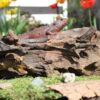 Gecko aus Teak - Image 3